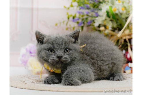 販売中の神奈川県のブリティッシュショートヘア-118454の9枚目