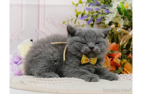 販売中の神奈川県のブリティッシュショートヘア-118454の5枚目