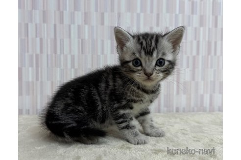 販売中の千葉県のアメリカンショートヘア-118453の2枚目