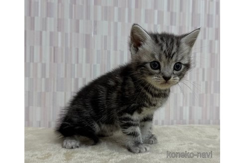 成約済の千葉県のアメリカンショートヘア-118455の2枚目