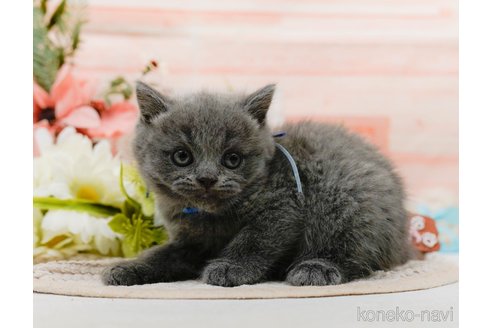 販売中の神奈川県のブリティッシュショートヘア-118456の13枚目