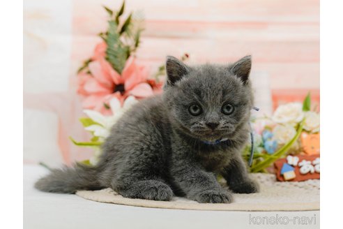 販売中の神奈川県のブリティッシュショートヘア-118456の10枚目