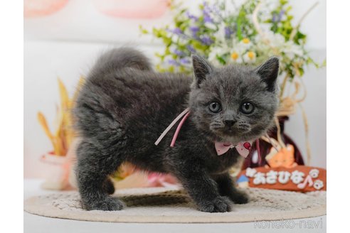 販売中の神奈川県のブリティッシュショートヘア-118457の16枚目