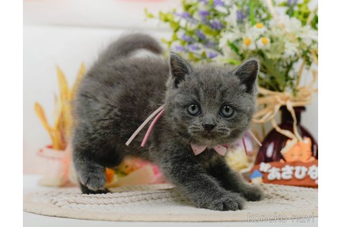 販売中の神奈川県のブリティッシュショートヘア-118457の14枚目
