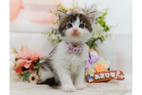 販売中の神奈川県のノルウェージャンフォレストキャット-118459の15枚目