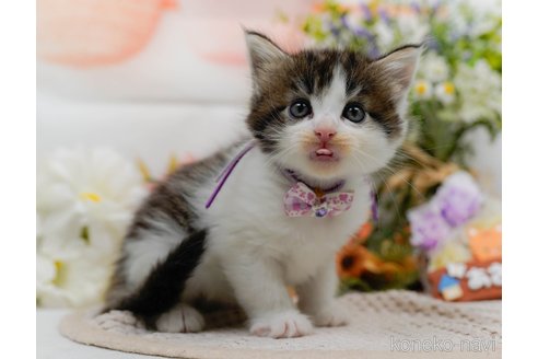 販売中の神奈川県のノルウェージャンフォレストキャット-118459の5枚目