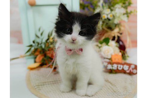 販売中の神奈川県のミヌエット-118462の8枚目