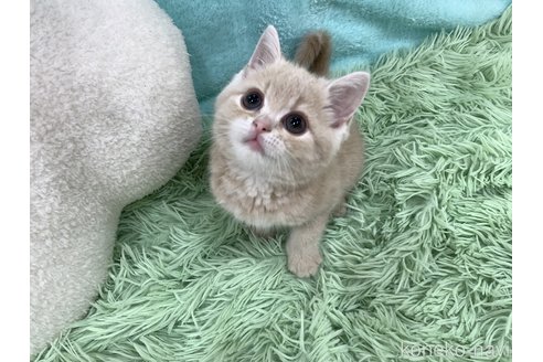 成約済の大阪府のスコティッシュフォールド-114502の5枚目