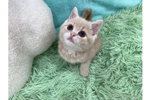成約済の大阪府のスコティッシュフォールド-114502の3枚目