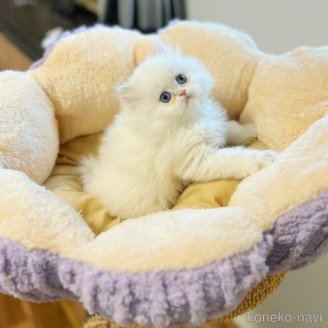 販売中の埼玉県のブリティッシュショートヘア-118470の5枚目