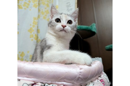 販売中の宮城県のスコティッシュフォールド-110296の4枚目