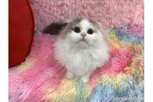 成約済の大阪府のスコティッシュフォールド(折れ耳)-109963の1枚目
