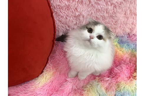 成約済の大阪府のスコティッシュフォールド(折れ耳)-109963の2枚目