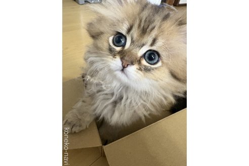 販売中の愛知県のミヌエット(短足)-114977の8枚目