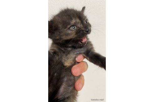 販売中の群馬県のフォールデックス-118474の3枚目