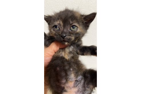 販売中の群馬県のフォールデックス-118474の4枚目
