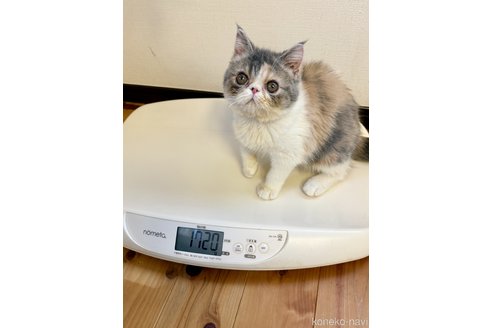販売中の兵庫県のエキゾチックショートヘア-114420の2枚目