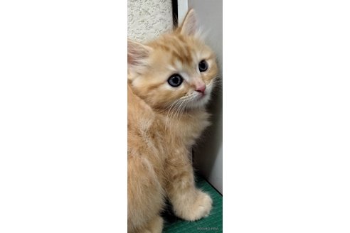 販売中の埼玉県のミックス-118475の2枚目