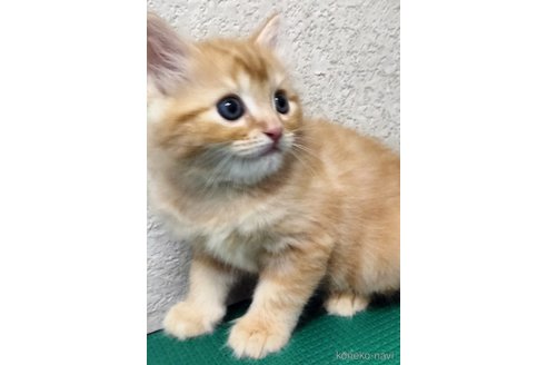 販売中の埼玉県のミックス-118475の3枚目