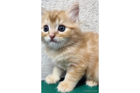 販売中の埼玉県のミックス-118475の4枚目
