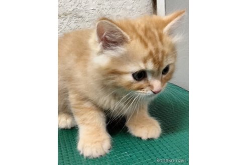 販売中の埼玉県のミックス-118475の6枚目