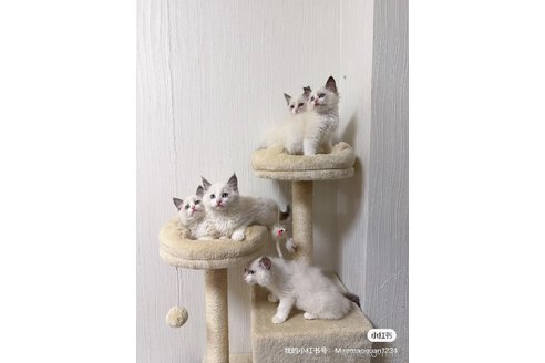 販売中の埼玉県のラグドール-118476の1枚目