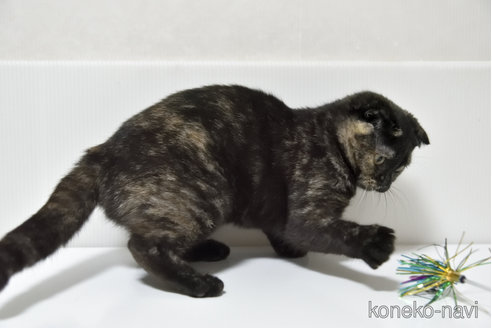 販売中の千葉県のスコティッシュフォールド-108748の4枚目