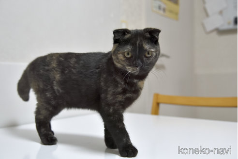 販売中の千葉県のスコティッシュフォールド-108748の10枚目