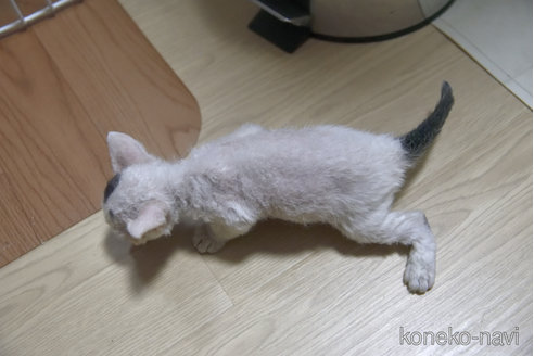販売中の千葉県のセルカークレックス-118477の10枚目