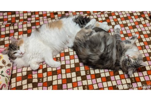 販売中の愛媛県のノルウェージャンフォレストキャット-115299の2枚目