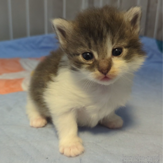 販売中の愛媛県のノルウェージャンフォレストキャット-118483の1枚目