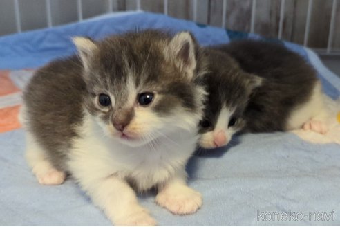 販売中の愛媛県のノルウェージャンフォレストキャット-118483の2枚目