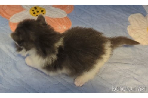 販売中の愛媛県のノルウェージャンフォレストキャット-118483の3枚目