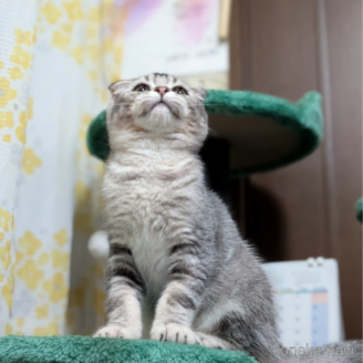 販売中の宮城県のスコティッシュフォールド-112232の3枚目