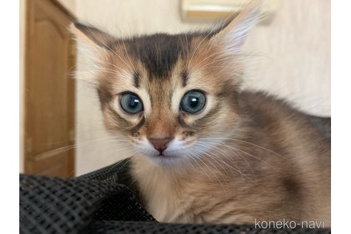 販売中の静岡県のソマリ-116694の3枚目