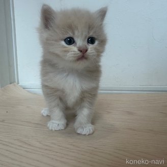 販売中の福岡県のマンチカン-118491の2枚目
