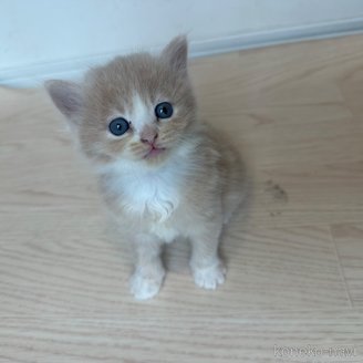 販売中の福岡県のマンチカン-118492の3枚目