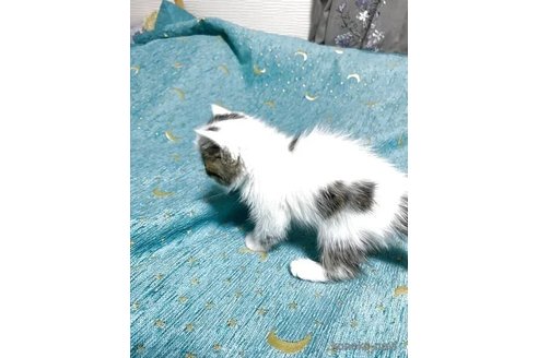 販売中の茨城県のエキゾチックショートヘア-118495の5枚目