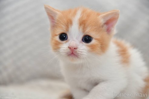 成約済の宮城県のスコティッシュフォールド-118497の2枚目