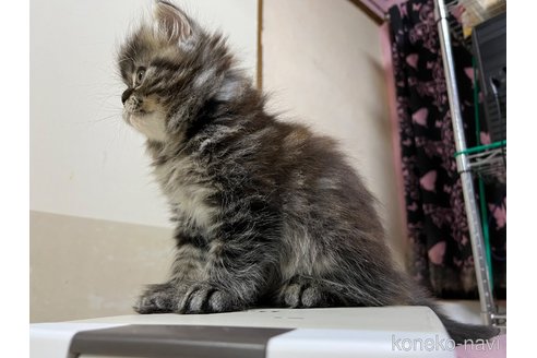 販売中の埼玉県のミックス-118498の5枚目