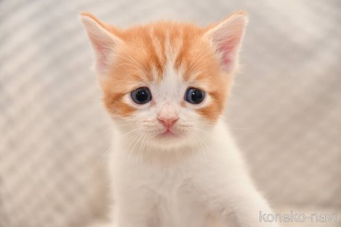 販売中の宮城県のスコティッシュフォールド-118499の4枚目