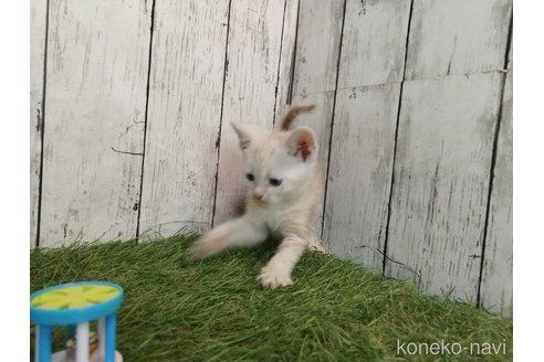 販売中の三重県のアメリカンショートヘア-118501の4枚目