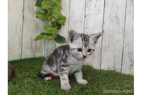 販売中の三重県のアメリカンショートヘア-118503の3枚目