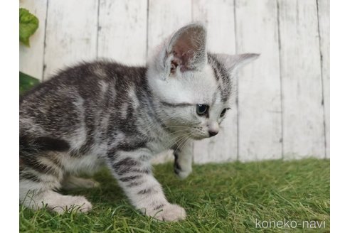 販売中の三重県のアメリカンショートヘア-118503の2枚目