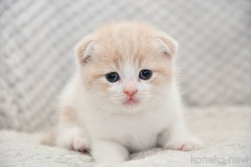 成約済の宮城県のスコティッシュフォールド(折れ耳)-118504の2枚目