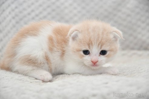 成約済の宮城県のスコティッシュフォールド(折れ耳)-118504の3枚目