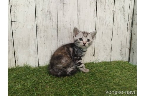 販売中の三重県のアメリカンショートヘア-118505の3枚目