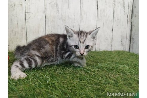 販売中の三重県のアメリカンショートヘア-118505の2枚目