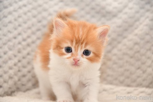 販売中の宮城県のスコティッシュフォールド-118506の2枚目