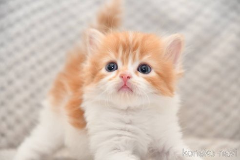 販売中の宮城県のスコティッシュフォールド-118506の3枚目